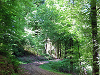 Wanderweg am Jungholzberg